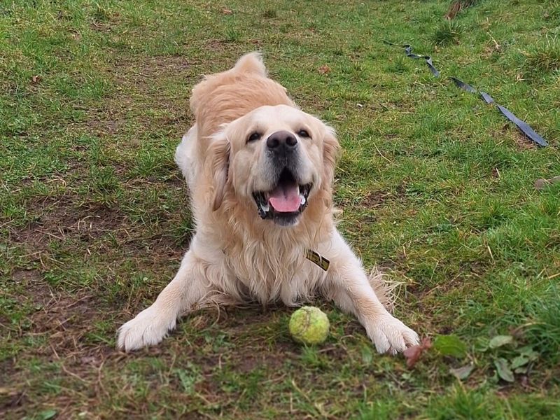 Buddy for sale in Telford, Shropshire - Image 2