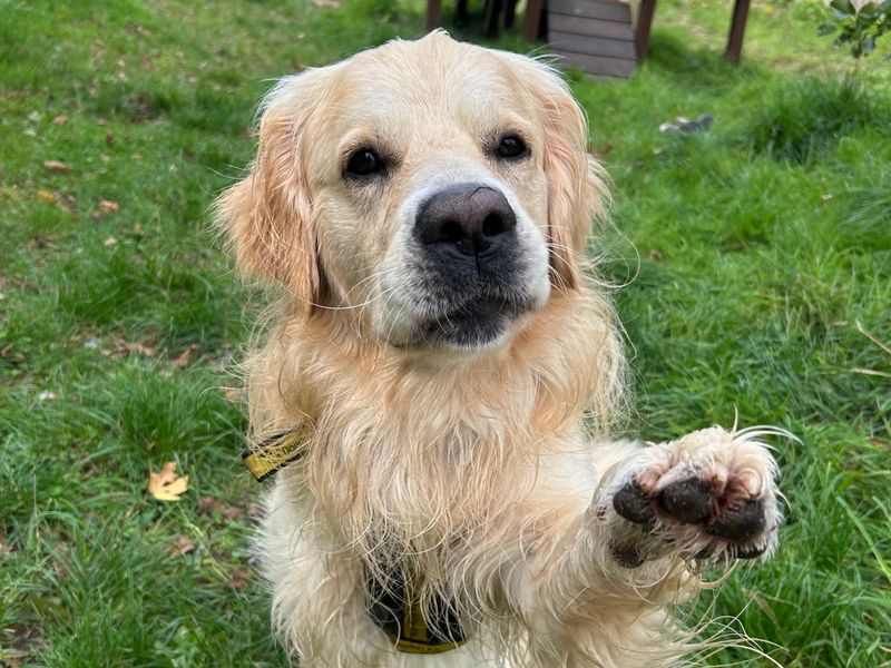 Buddy | Retriever (Golden) | Shrewsbury (Shropshire) - 1