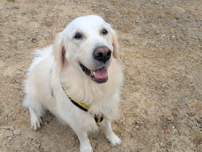 Buddy for sale in Uxbridge, London | Image 2