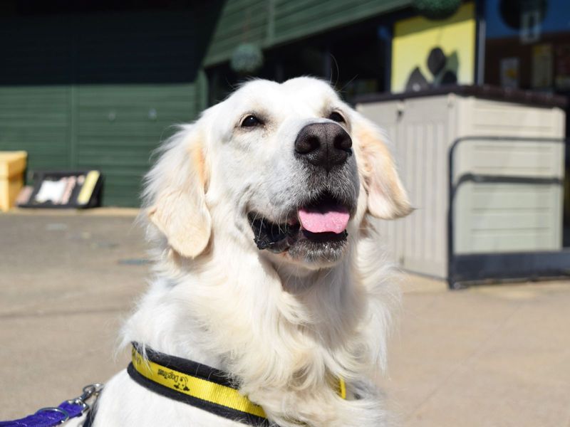 Buddy for sale in Uxbridge, London