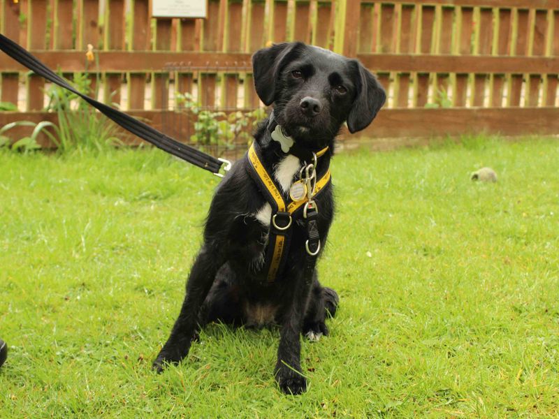 Cammy for sale in Newbury, Berks