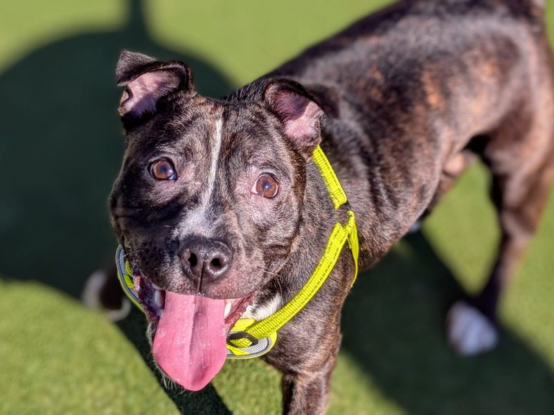 Staffordshire Bull Terrier for adoption in Cardiff / Caerdydd, South Glamorgan – 1 year old - Image 2 of 5