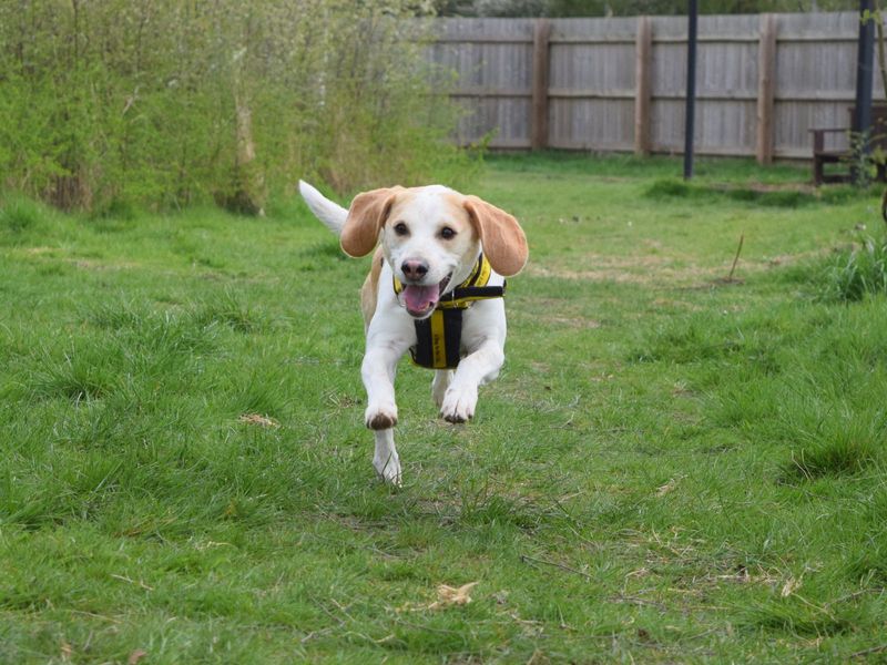 Chester for sale in Uxbridge, London - Image 4