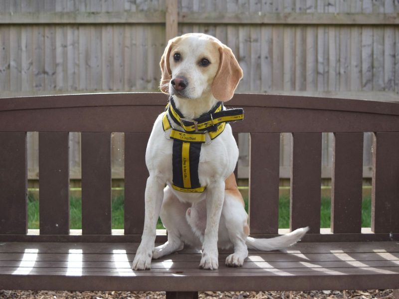 Chester for sale in Uxbridge, London