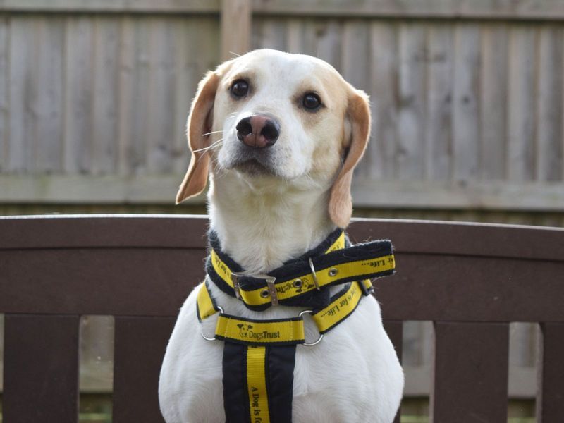 Chester for sale in Uxbridge, London - Image 2