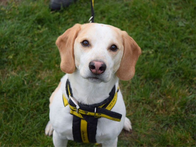 Chester for sale in Uxbridge, London - Image 3