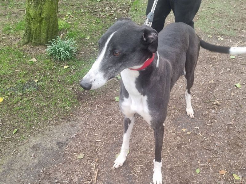 Greyhound for adoption in Uxbridge, London – 3 years old