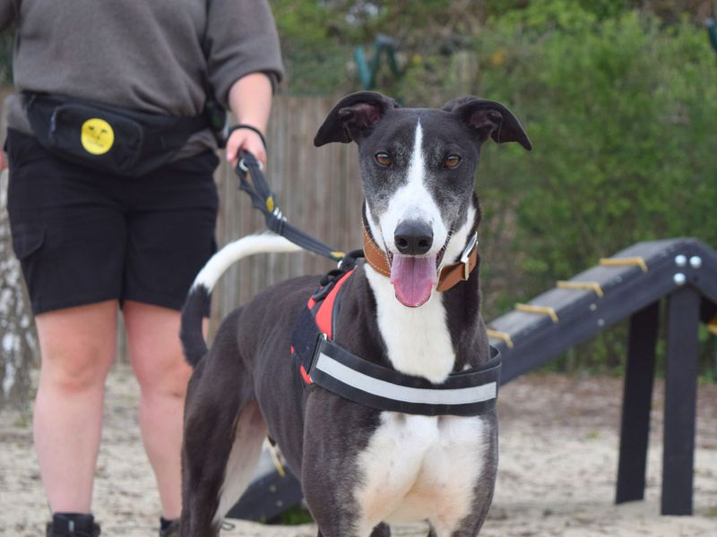 Cian | Greyhound | Harefield West London - 1