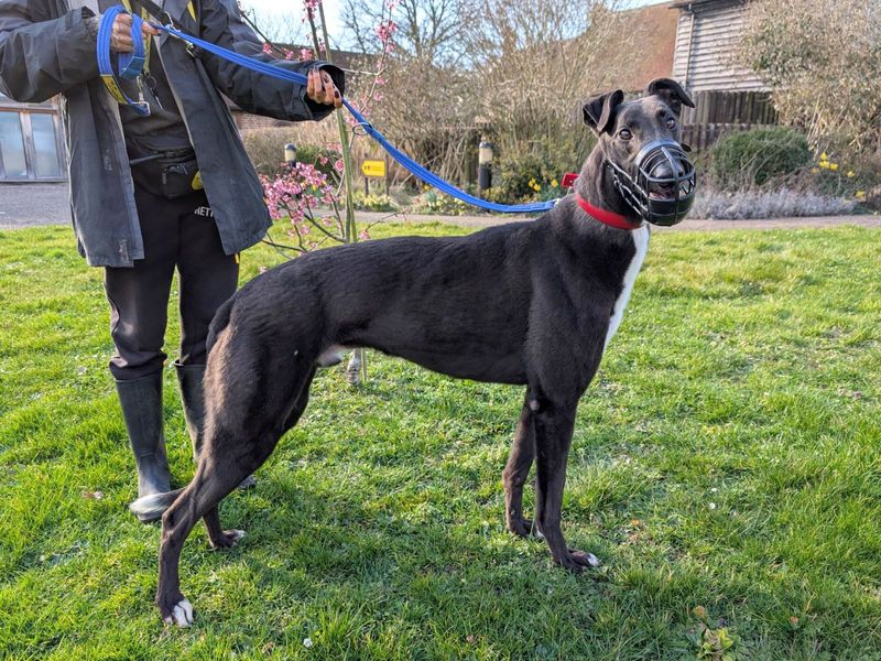 Greyhound Dogs And Puppies For Adoption, Rehoming And Rescue In Sadberge, Durham