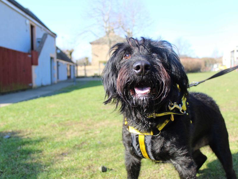 Reggie for sale in Glasgow, Scotland