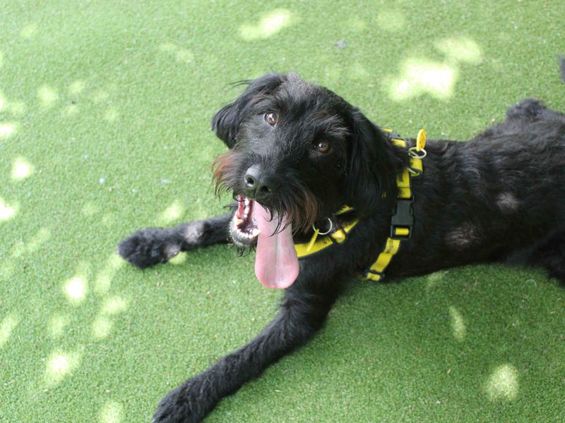 Reggie | Spaniel (Cocker) Cross | Glasgow - 1