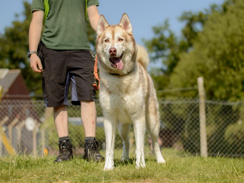 Kylo for sale in Kenilworth, Warks - Image 3