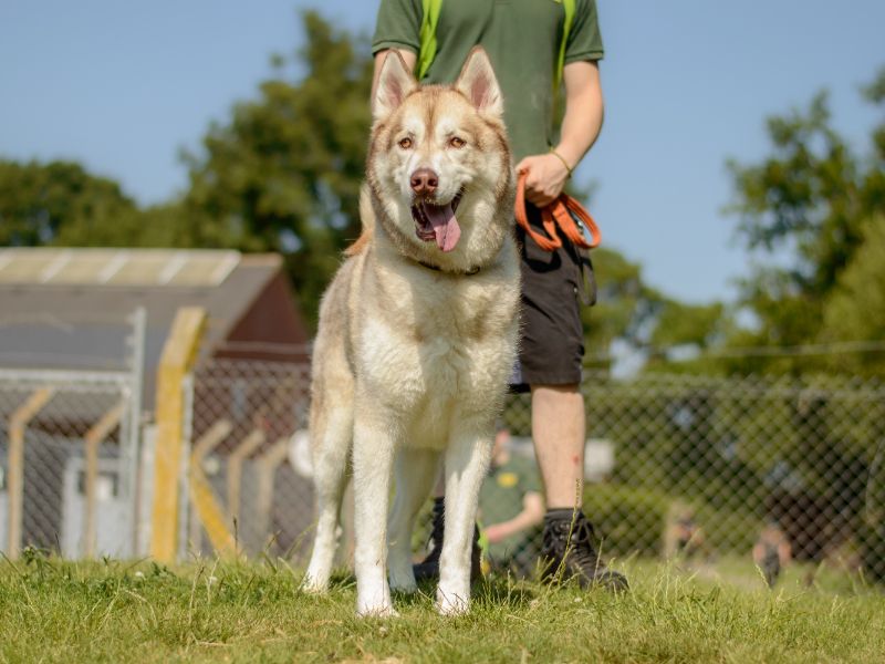 Kylo for sale in Kenilworth, Warks - Image 2