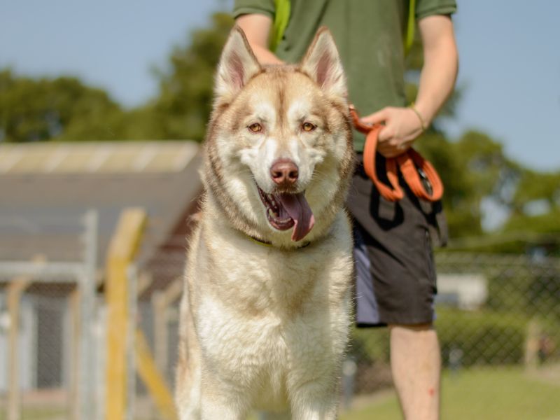 Kylo for sale in Kenilworth, Warks