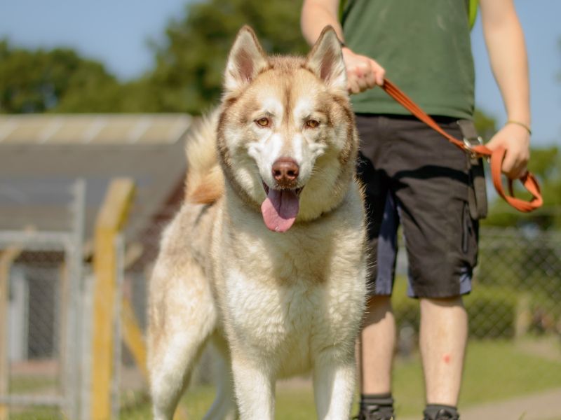 Kylo for sale in Kenilworth, Warks - Image 4