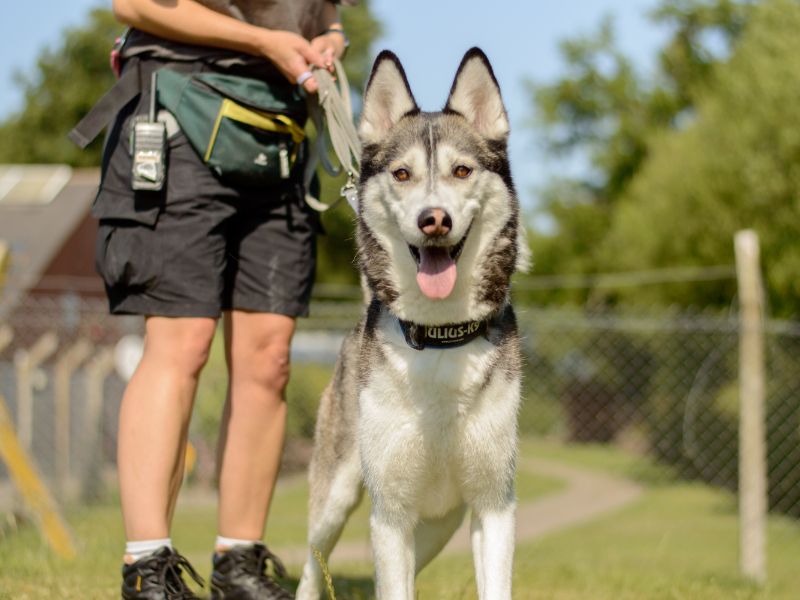 Siberian Husky for adoption in Kenilworth, Warks – 4 years old - Image 2 of 3