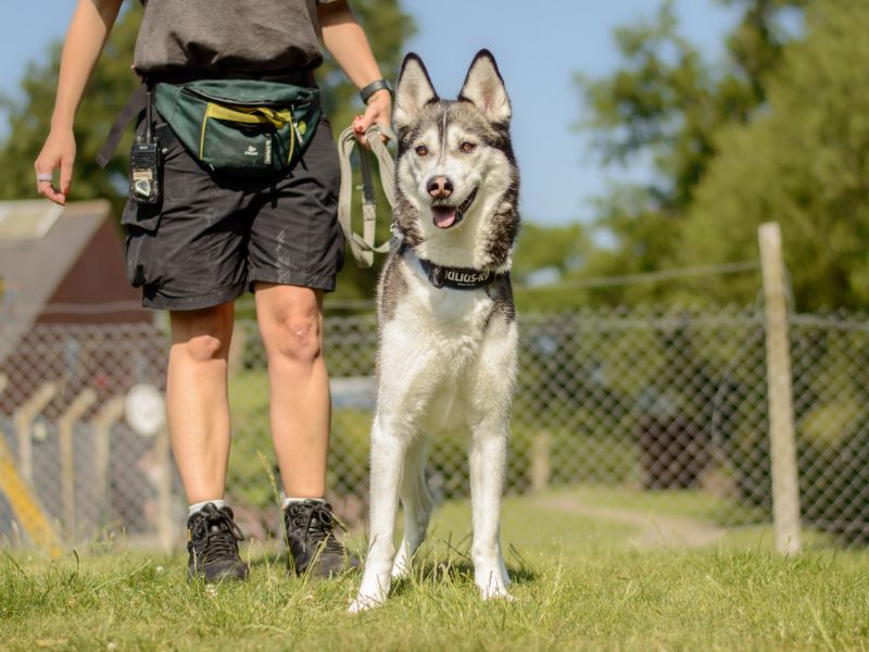 Siberian Husky for adoption in Kenilworth, Warks – 4 years old