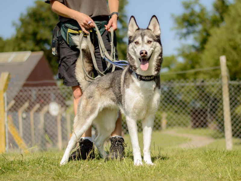 Siberian Husky for adoption in Kenilworth, Warks – 4 years old - Image 3 of 3