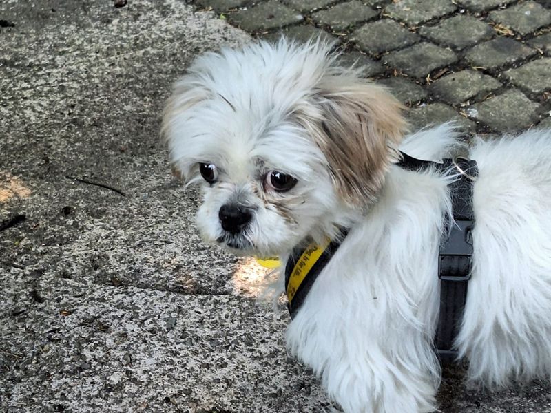 Shih Tzu for adoption in Liverpool, Merseyside – 11 years old - Image 4 of 4