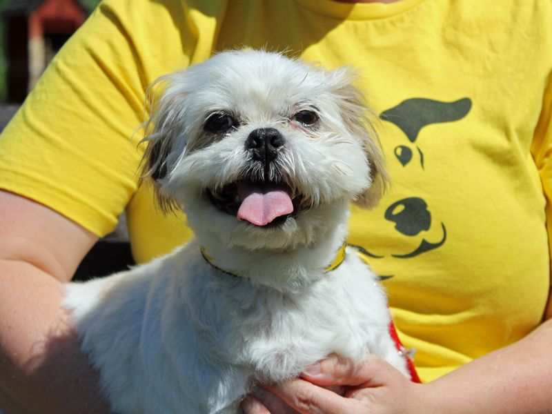 Shih Tzu for adoption in Liverpool, Merseyside – 11 years old - Image 3 of 4