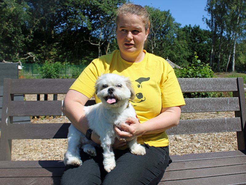 Shih Tzu for adoption in Liverpool, Merseyside – 11 years old