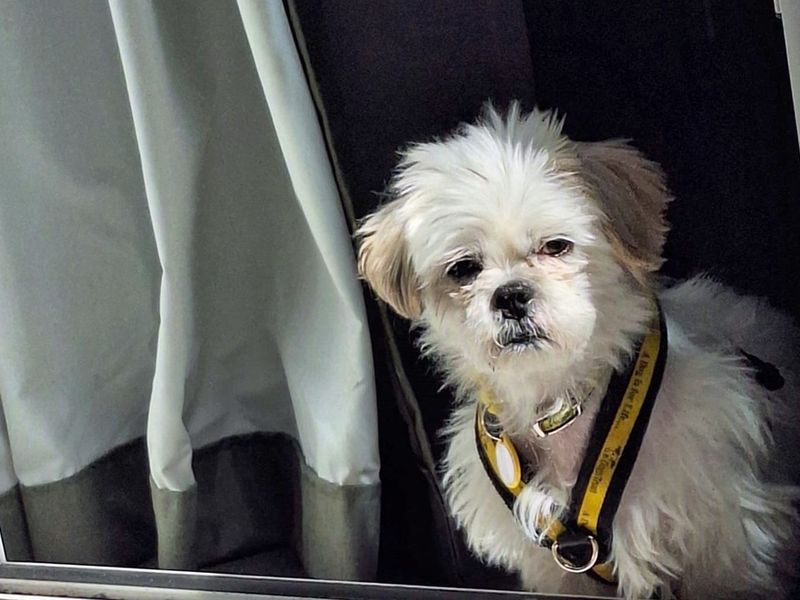 Shih Tzu for adoption in Liverpool, Merseyside – 11 years old - Image 2 of 4