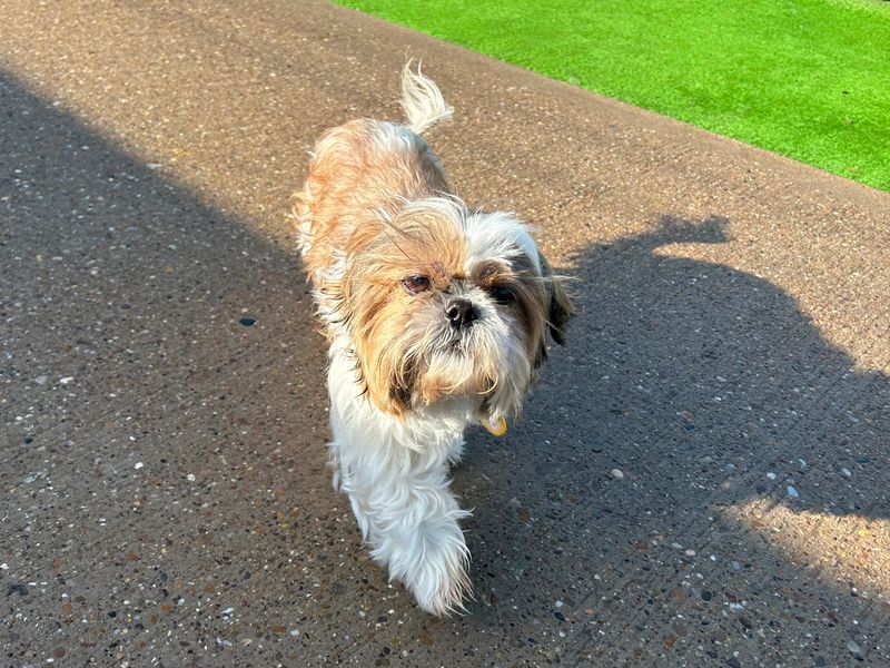 Sadie for sale in Wymeswold, Leicestershire | Image 3