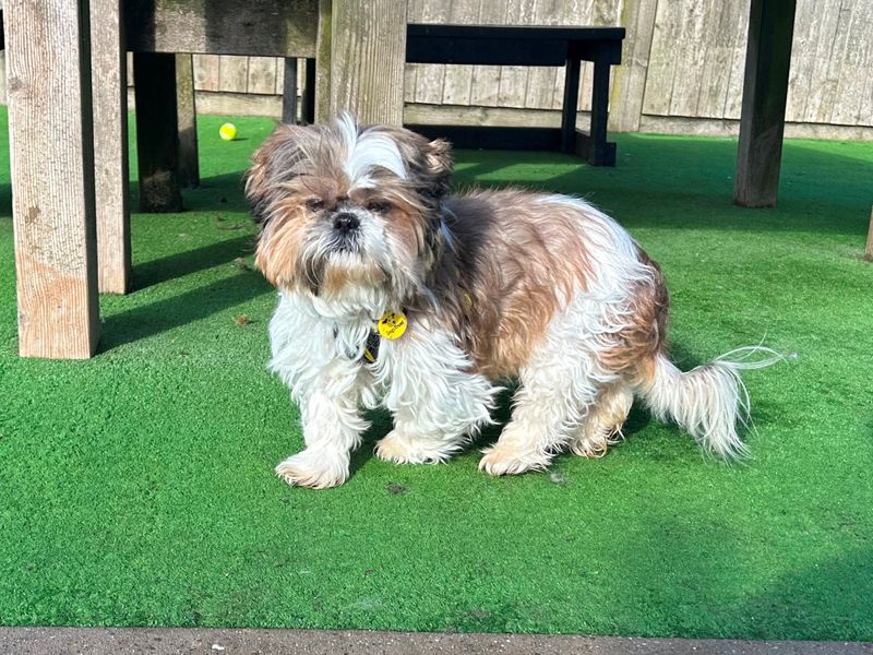Sadie for sale in Wymeswold, Leicestershire | Image 2