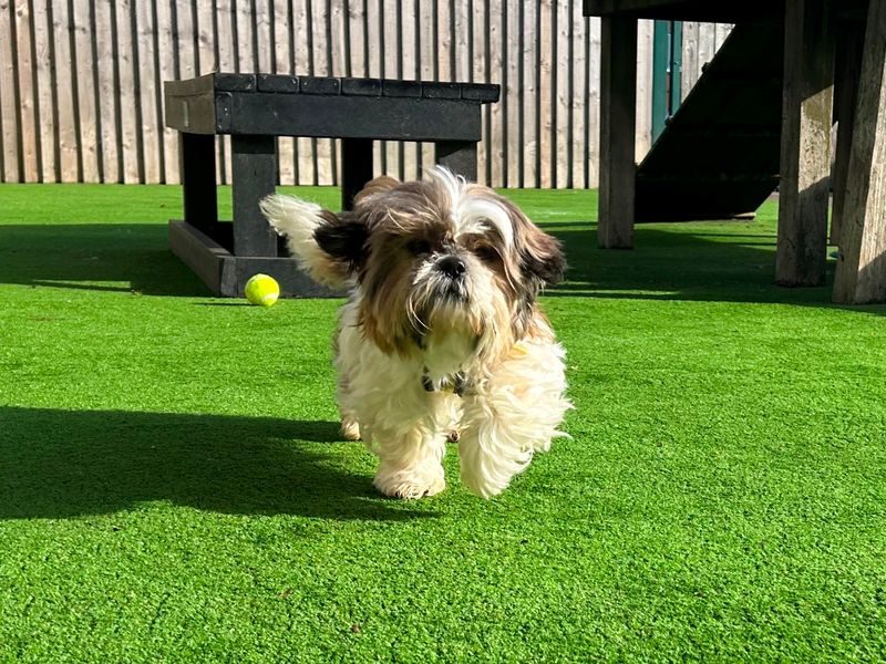 Sadie for sale in Wymeswold, Leicestershire