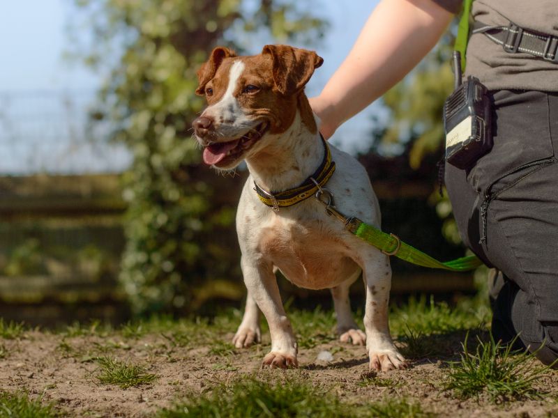 Jack Russell for adoption in Kenilworth, Warks – 3 years old - Image 2 of 5