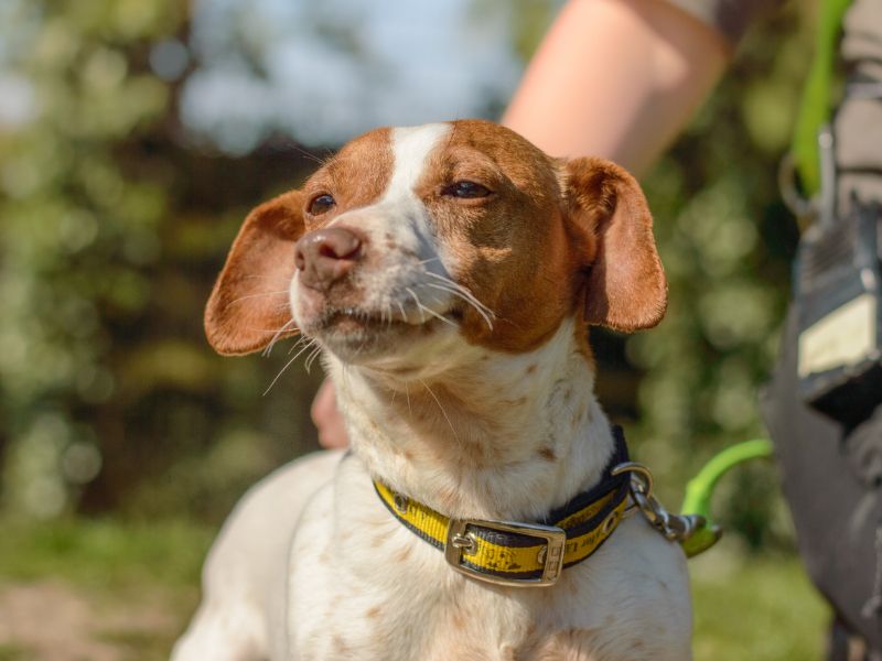 Jack Russell for adoption in Kenilworth, Warks – 3 years old - Image 3 of 5