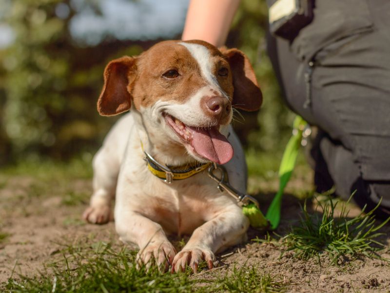 Jack Russell for adoption in Kenilworth, Warks – 3 years old - Image 4 of 5