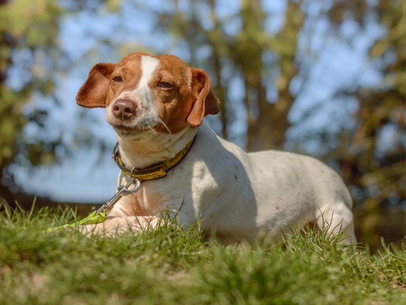 Jack Russell for adoption in Kenilworth, Warks – 3 years old - Image 5 of 5