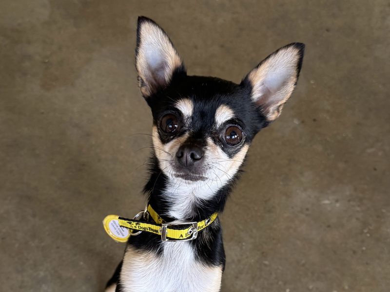 Pixie for sale in Wickford, Essex
