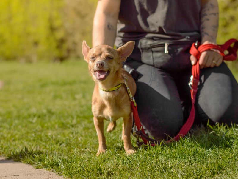 Mitzi for sale in Kenilworth, Warks