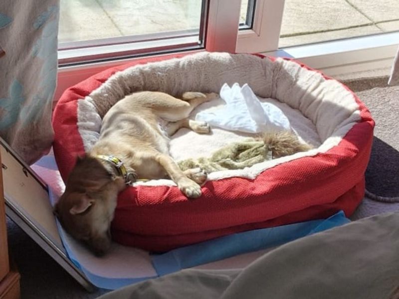 Chihuahua for adoption in Kenilworth, Warwickshire – 2 years old - Image 3 of 4