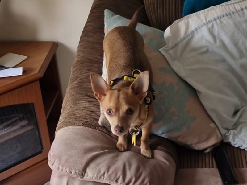 Chihuahua for adoption in Kenilworth, Warwickshire – 2 years old - Image 4 of 4
