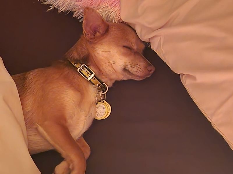 Chihuahua for adoption in Kenilworth, Warwickshire – 2 years old - Image 2 of 4