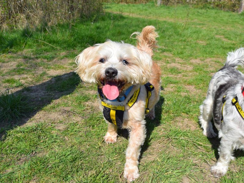 Yorkshire Terrier for adoption in Uxbridge, London – 13 years old - Image 2 of 3