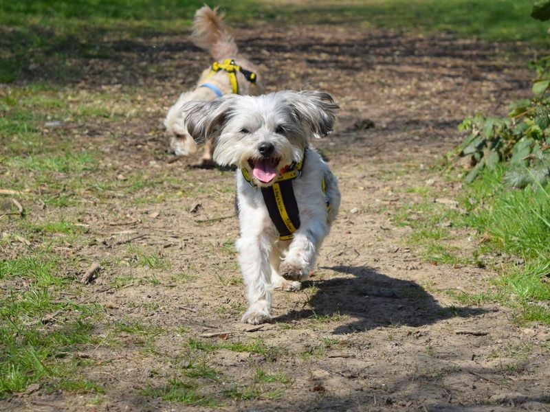 Yorkshire Terrier for adoption in Uxbridge, London – 13 years old - Image 3 of 3