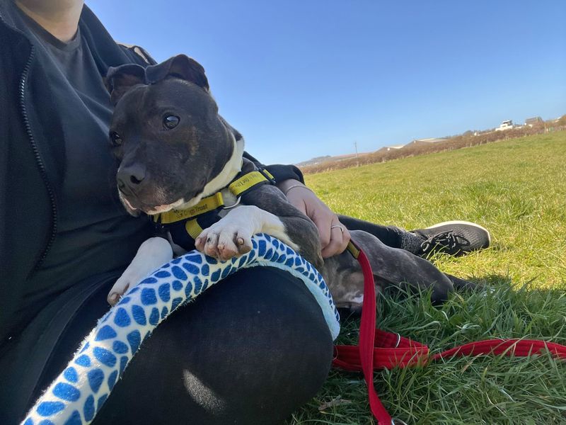 undefined | Terrier (Staffordshire Bull) | undefined - 2