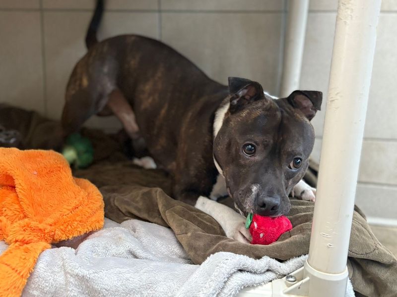 undefined | Terrier (Staffordshire Bull) | undefined - 4
