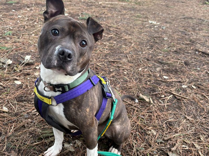 undefined | Terrier (Staffordshire Bull) | undefined - 3