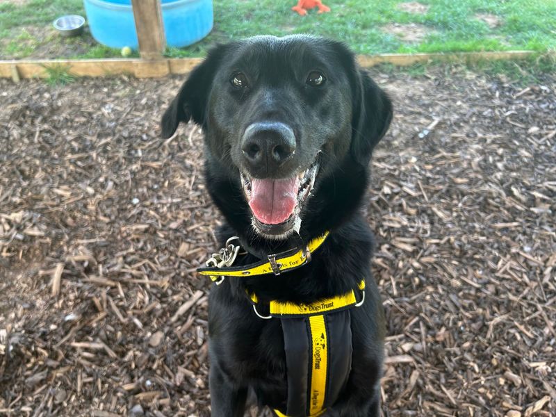Pebbles | Retriever (Labrador) Cross | Snetterton (Norfolk) - 1