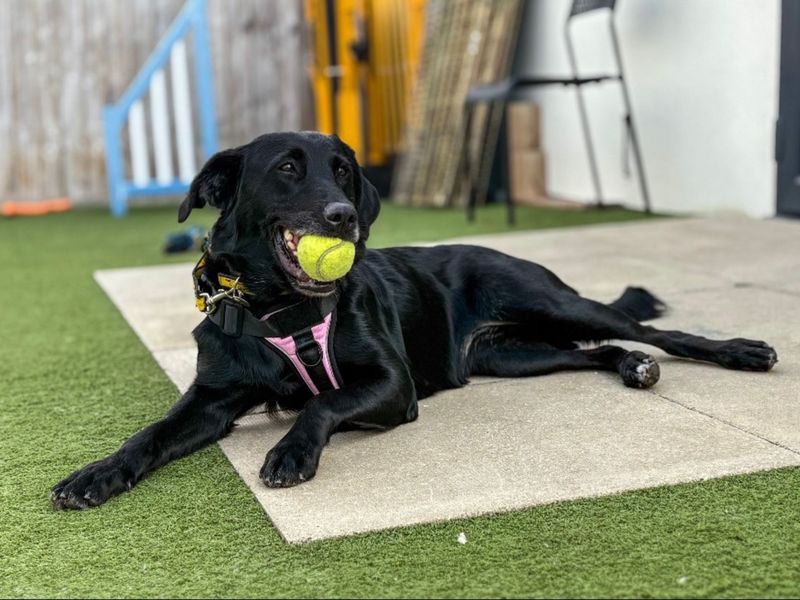 undefined | Retriever (Labrador) Cross | undefined - 7