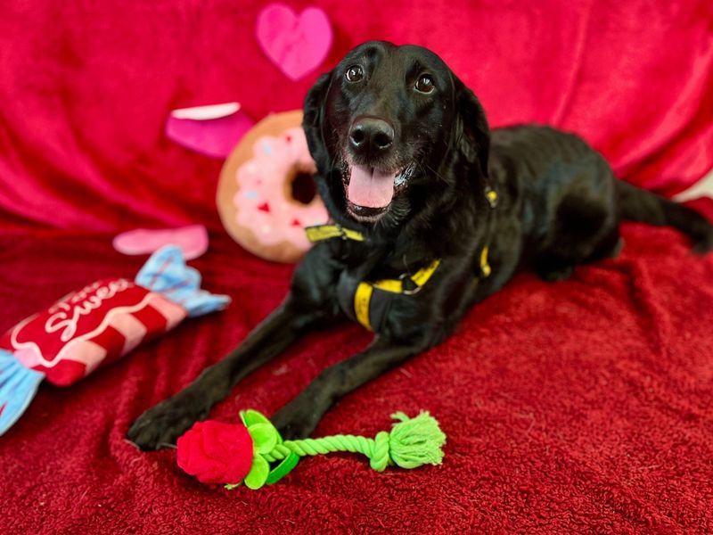 Pebbles, a 6 years old female Unknown available for adoption from Dogs Trust in Snetterton, Norfolk