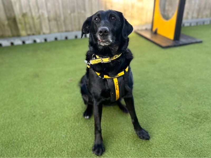 undefined | Retriever (Labrador) Cross | undefined - 9