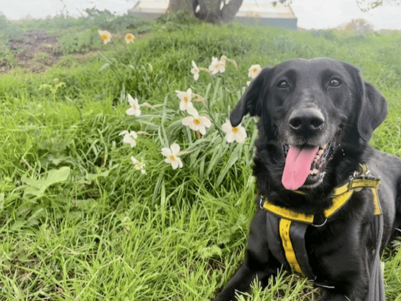 undefined | Retriever (Labrador) Cross | undefined - 11