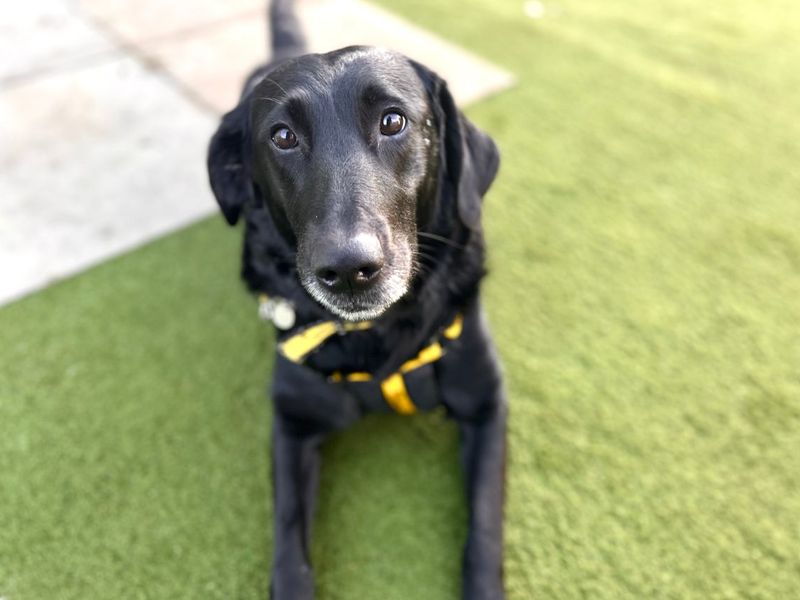 undefined | Retriever (Labrador) Cross | undefined - 4