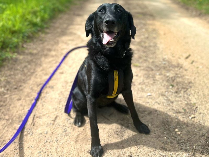 undefined | Retriever (Labrador) Cross | undefined - 12